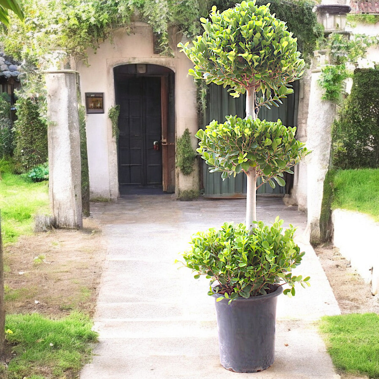 Ficus Panda – 3 Head – Ficus Retusa