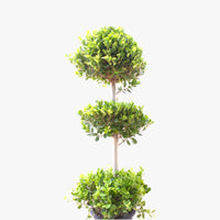 Thumbnail for Ficus Panda – 3 Head – Ficus Retusa