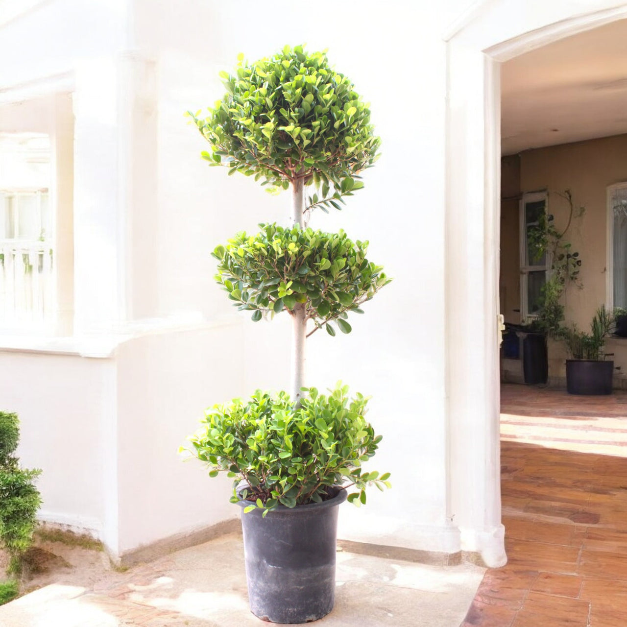 Ficus Panda – 3 Head – Ficus Retusa