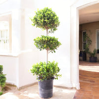 Thumbnail for Ficus Panda – 3 Head – Ficus Retusa
