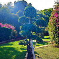 Thumbnail for Ficus Microcarpa Bonsai – Multi Head