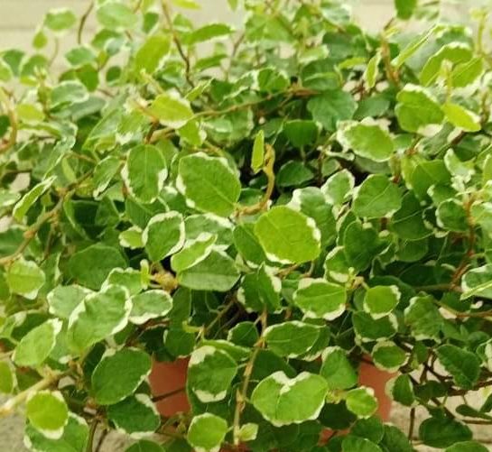 Ficus pumila – Variegated – Creeping Fig