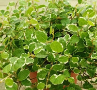 Thumbnail for Ficus pumila – Variegated – Creeping Fig