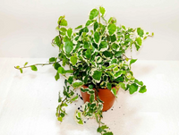 Thumbnail for Ficus pumila – Variegated – Creeping Fig