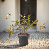 Thumbnail for Golden Net Bush – Pseuderanthemum Reticulatum