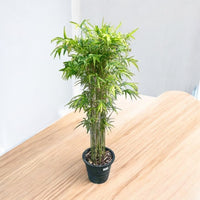 Thumbnail for Grass Bambusa Multiplex – Hedge or Clumping Bamboo