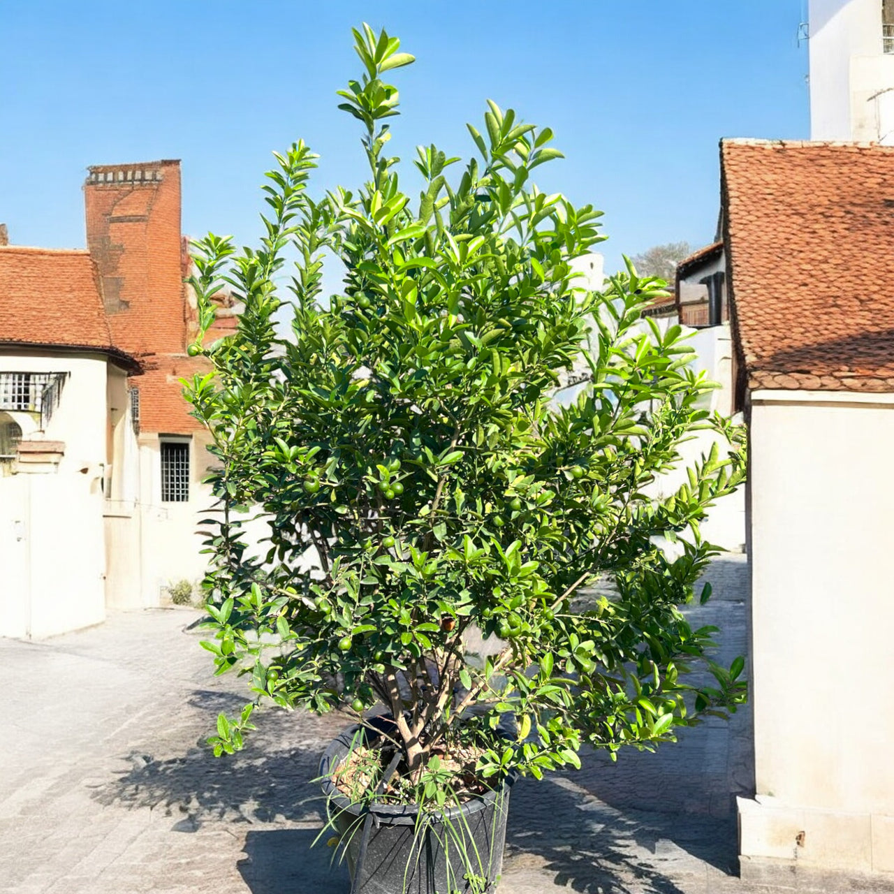 Green Lemon | Fresh Citrus Tree for Your Garden