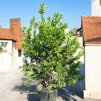 Thumbnail for Green Lemon | Fresh Citrus Tree for Your Garden