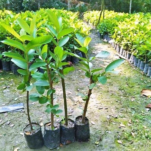 Guava Tree - Psidium Guajava