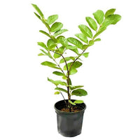 Thumbnail for Guava Tree - Psidium Guajava