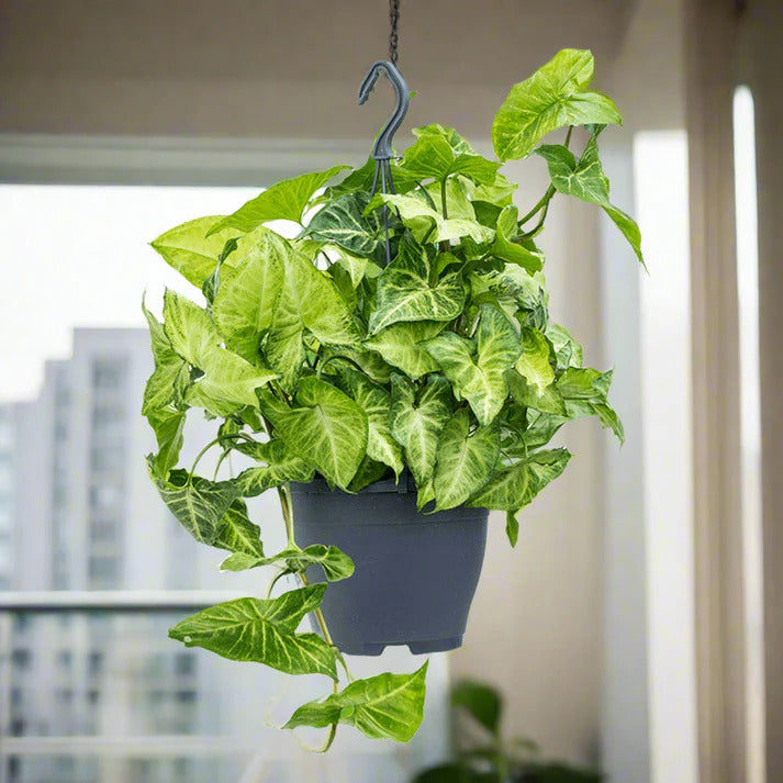 Syngonium Podophyllum - Hanging Arrowhead Plant