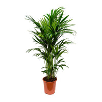 Thumbnail for Howea Forsteriana Plant – Kentia Palm