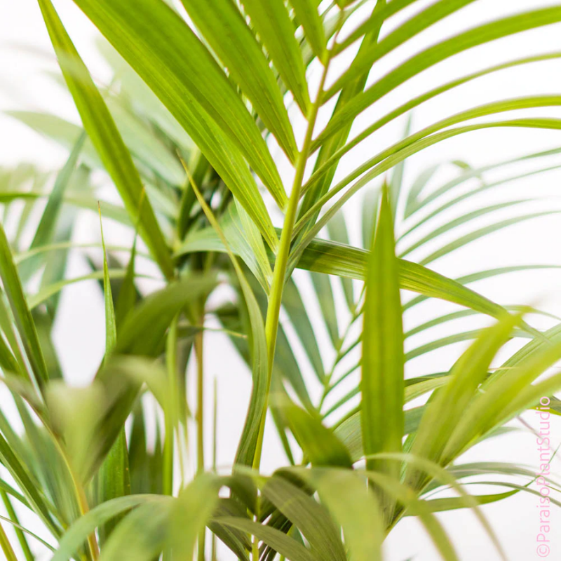 Howea Forsteriana Plant – Kentia Palm