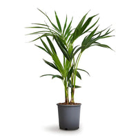 Thumbnail for Howea Forsteriana Plant – Kentia Palm