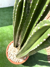 Thumbnail for San Pedro Cactus (Echinopsis Pachanoi)
