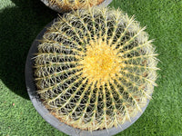 Thumbnail for Echinocactus Grusonii – Golden Barrel Cactus