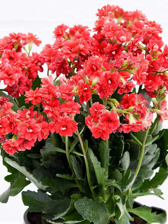 Kalanchoe Plant – Madagascar Widow’s Thrill – Christmas Kalanchoe