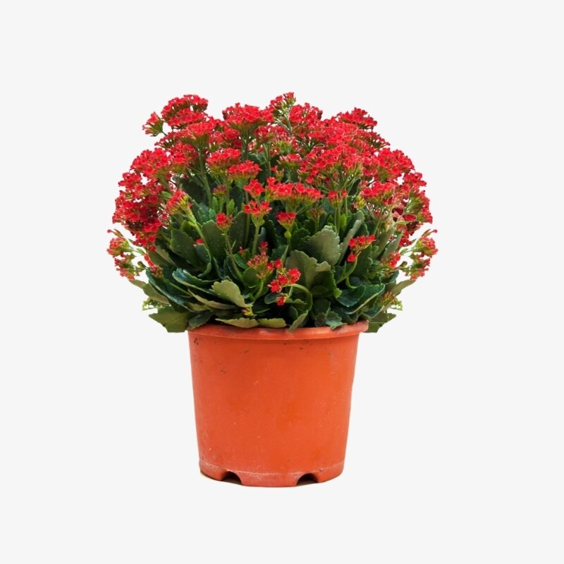 Kalanchoe Plant – Madagascar Widow’s Thrill – Christmas Kalanchoe