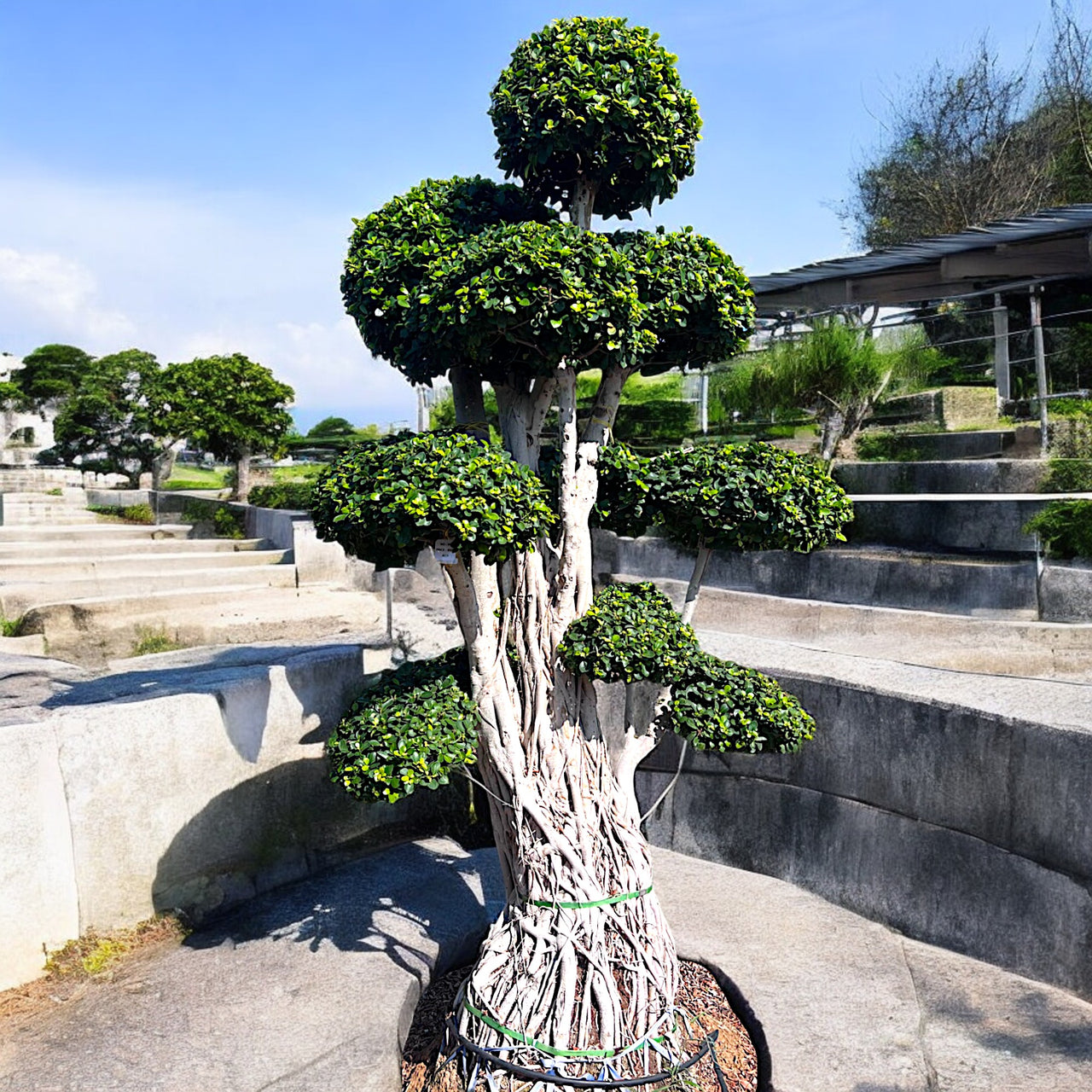 Ficus Bonsai Microcarpa – Multihead 3 meter