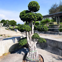 Thumbnail for Ficus Bonsai Microcarpa – Multihead 3 meter