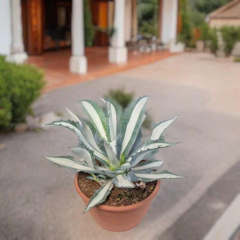 Agave Americana Marginata – The Striking Sentry Plant