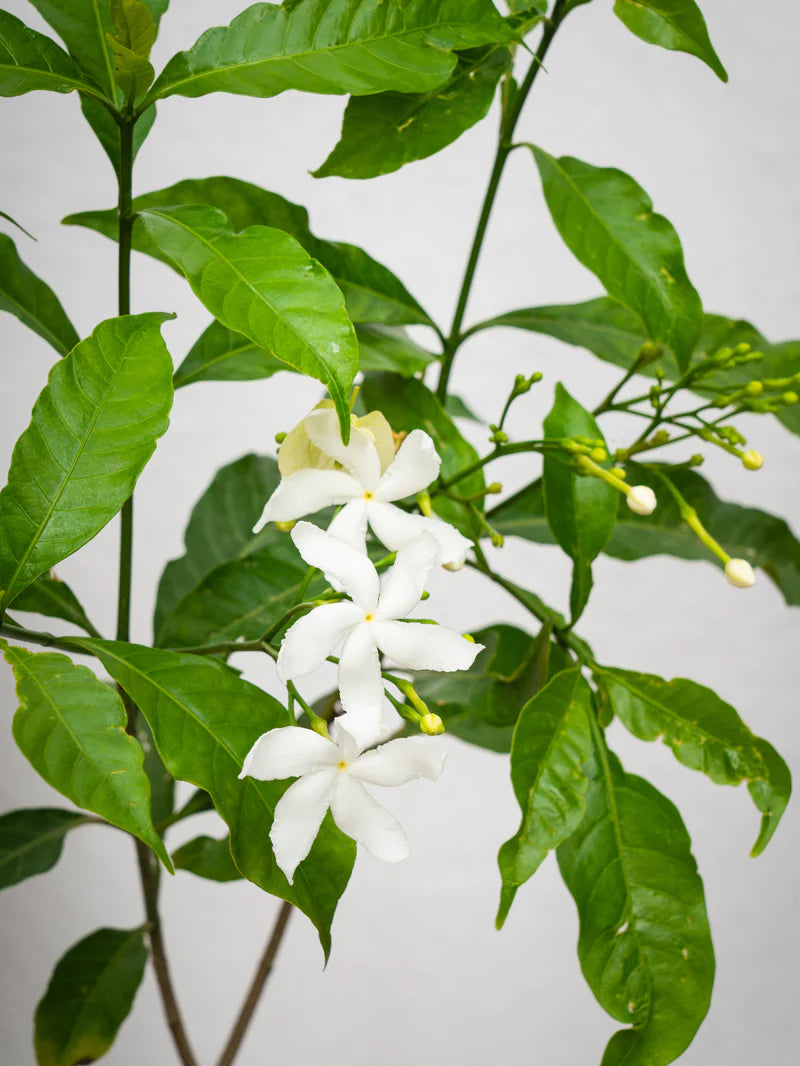 Tabernaemontana Divaricata – Crape Jasmine, A Fragrant Tropical Beauty