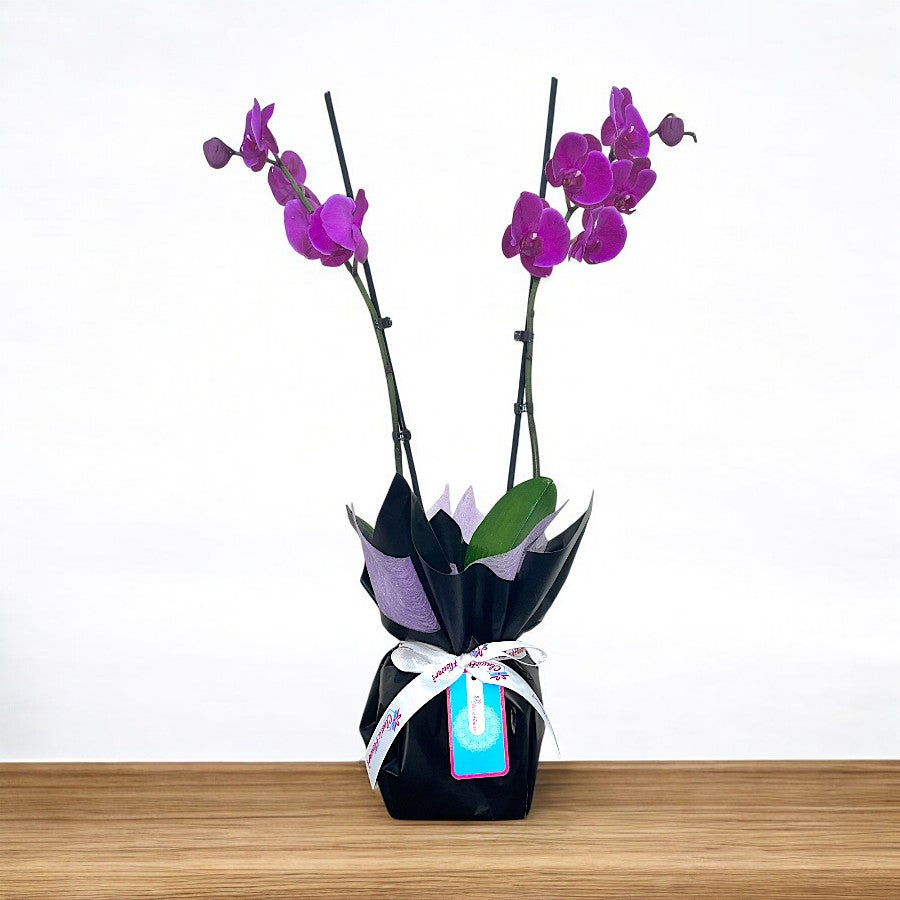 Phalaenopsis Orchid Plant - 2 Stem Purple Orchid in Black & Purple Wrap