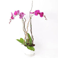 Thumbnail for Phalaenopsis Orchid Plant - Double Stem Orchid in White Pot