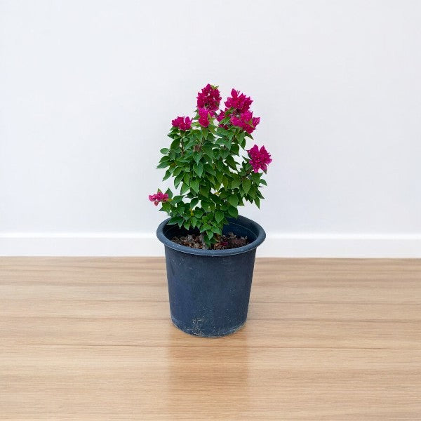 Bougainvillea – Pink Pixie
