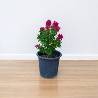 Thumbnail for Bougainvillea – Pink Pixie