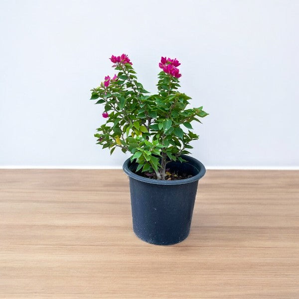 Bougainvillea – Pink Pixie