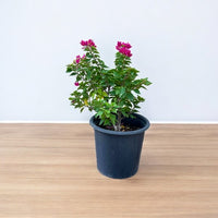 Thumbnail for Bougainvillea – Pink Pixie