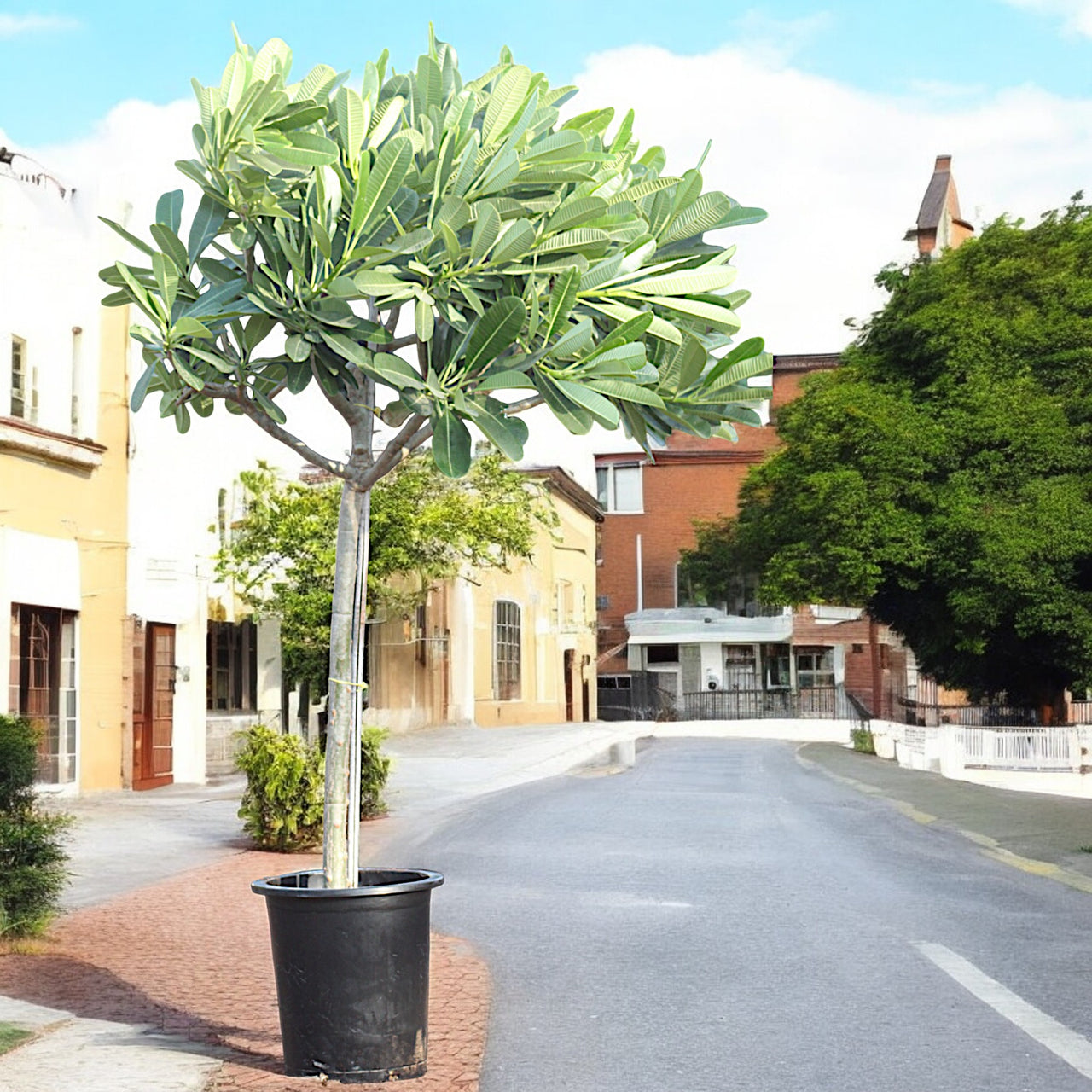 Plumeria Obtusa – Frangipani Tree