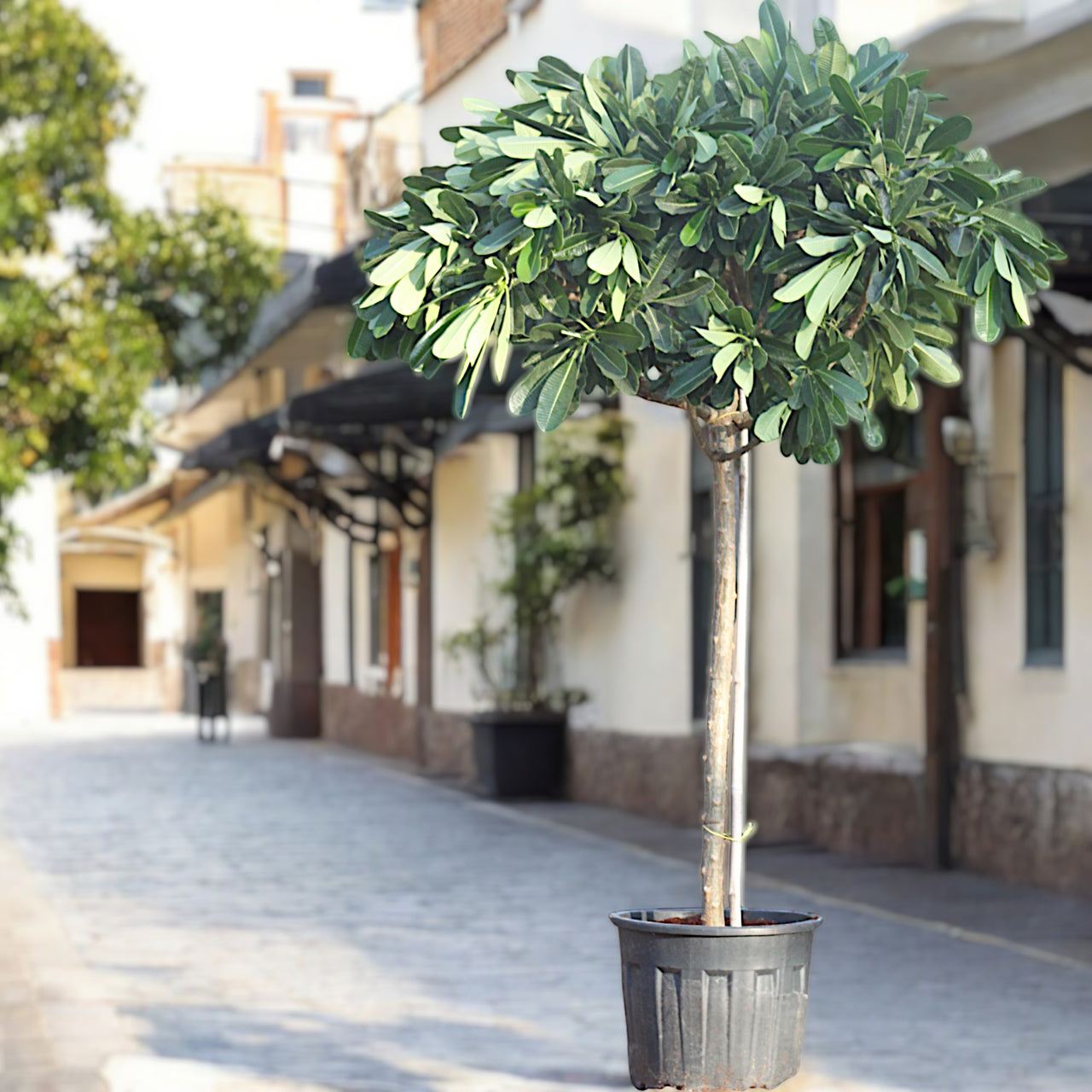 Plumeria Obtusa – Frangipani Tree