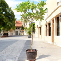 Thumbnail for Plumeria Obtusa – Frangipani Tree