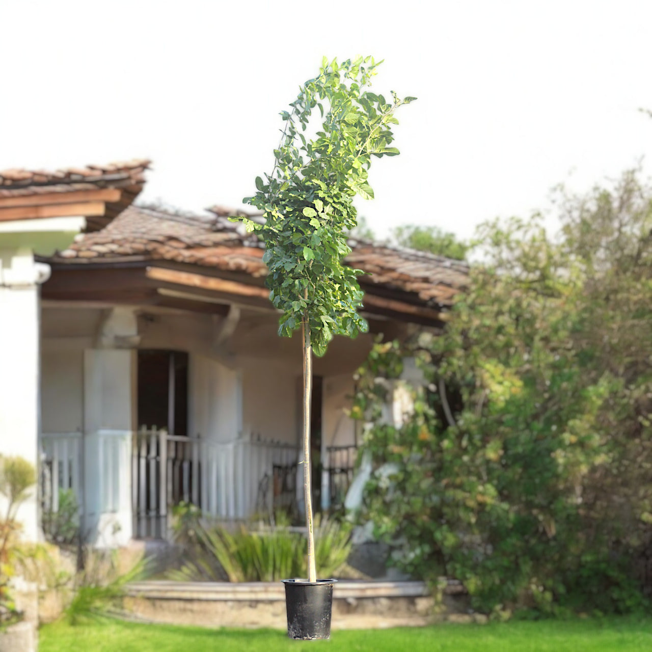 Pongamia Pinnata – Pongamia Tree