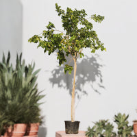 Thumbnail for Pongamia Pinnata – Pongamia Tree