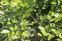 Thumbnail for Pongamia Pinnata – Pongamia Tree