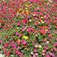 Thumbnail for Portulaca Grandiflora – Rose Moss – Sun Plant
