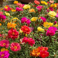 Thumbnail for Portulaca Grandiflora – Rose Moss – Sun Plant