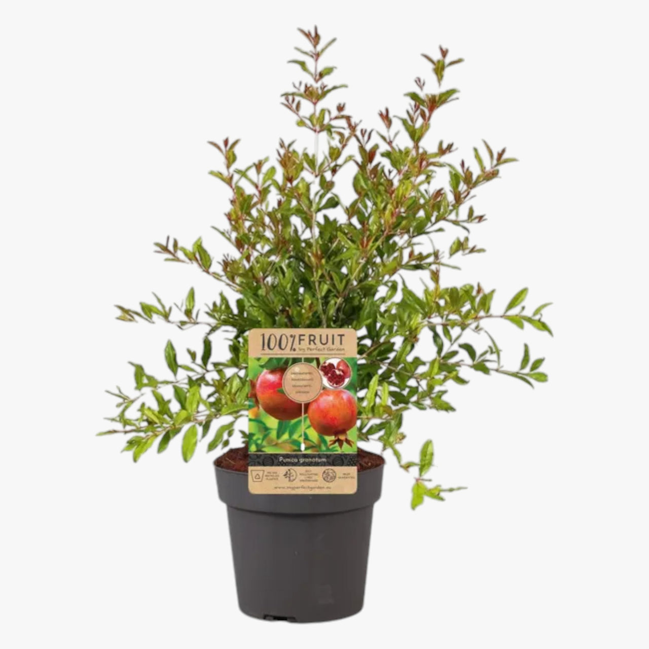 Punica Granatum – Pomegranate