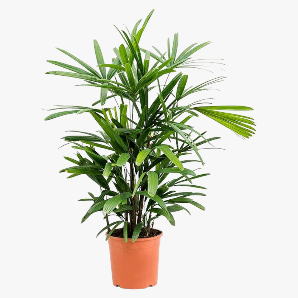 Rhapis Excelsa – Miniature Fan Palm – Lady Palm – Bamboo Palm