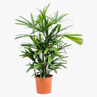 Thumbnail for Rhapis Excelsa – Miniature Fan Palm – Lady Palm – Bamboo Palm