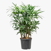 Thumbnail for Rhapis Excelsa – Miniature Fan Palm – Lady Palm – Bamboo Palm