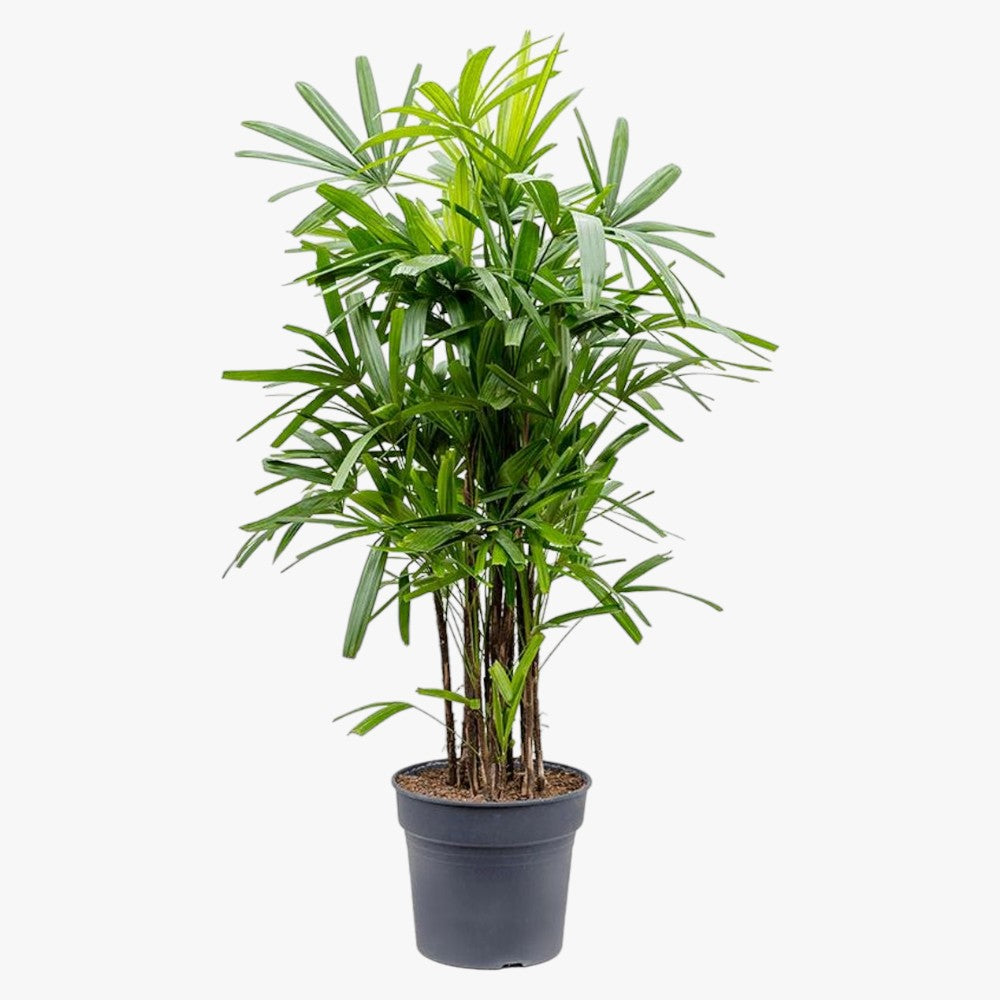 Rhapis Excelsa – Miniature Fan Palm – Lady Palm – Bamboo Palm