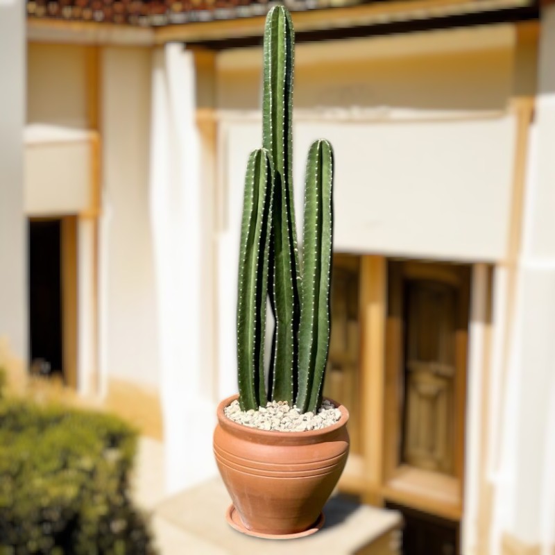 San Pedro Cactus (Echinopsis Pachanoi)
