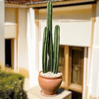 Thumbnail for San Pedro Cactus (Echinopsis Pachanoi)