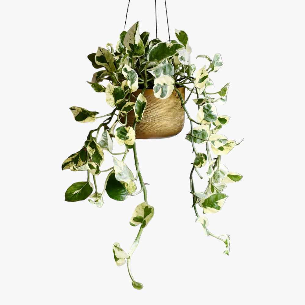 Scindapsus N’joy Plant