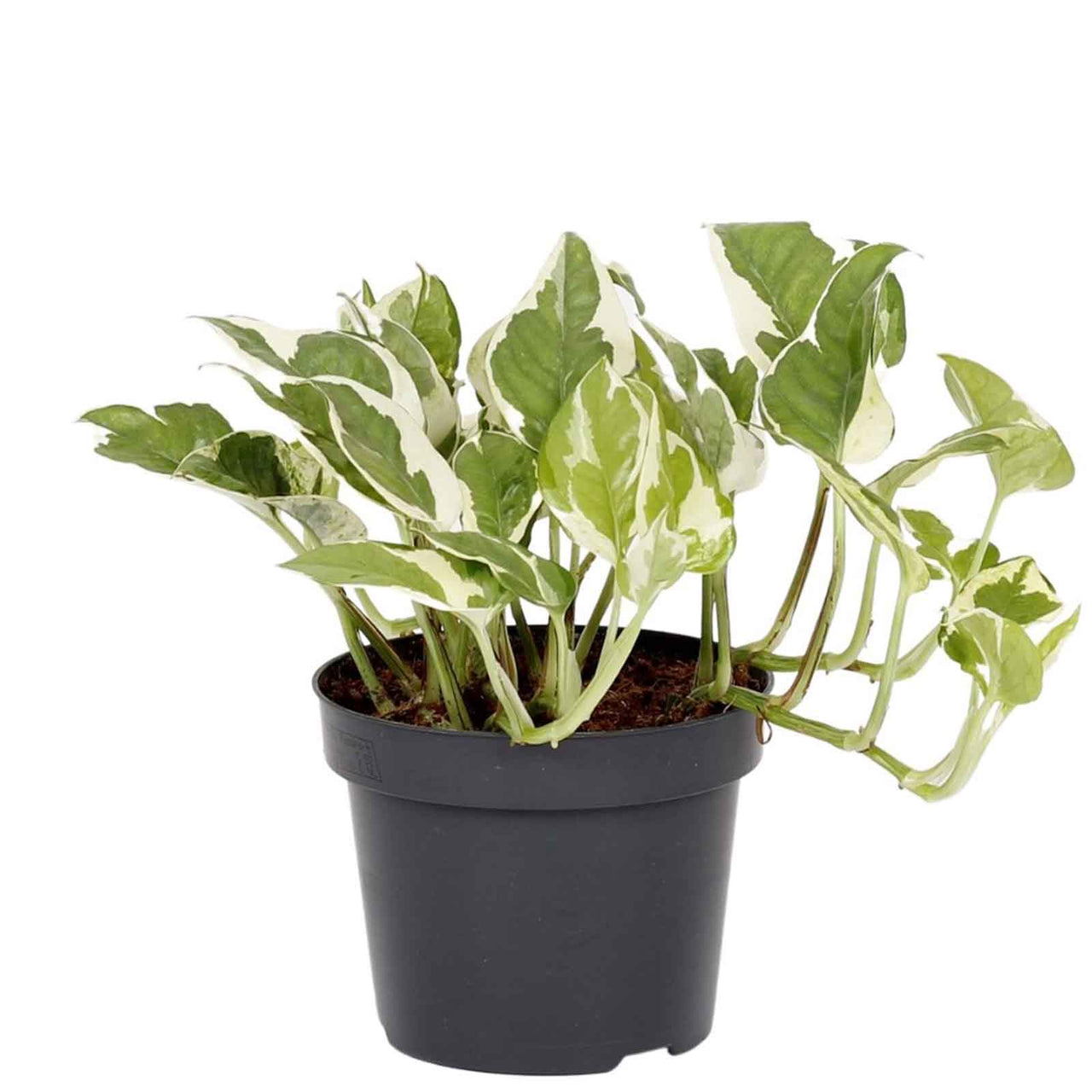 Scindapsus N’joy Plant