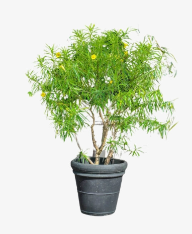 Thevetia Peruviana – Yellow Oleander | Lucky Nut Plant for Bold Landscapes